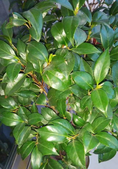 山茶花不长叶子怎么办？如何解决山茶花生长问题？