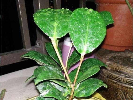 山茶花不长叶子怎么办？如何解决山茶花生长问题？