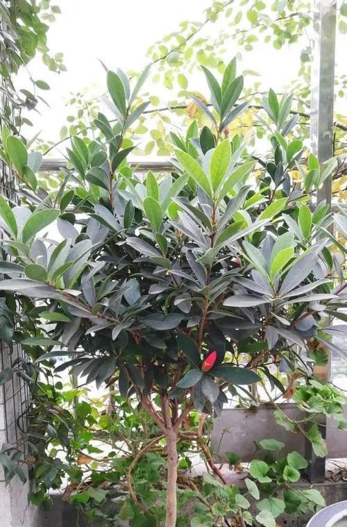 山茶花不长叶子怎么办？如何解决山茶花生长问题？