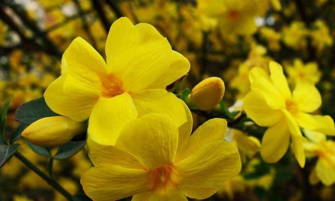 迎春花（揭开迎春花的神秘面纱）