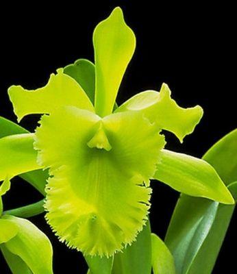 卡特兰不开花是什么原因？如何解决？