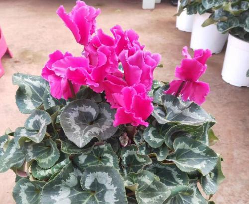 仙客来种植时选择大盆还是小盆更好?