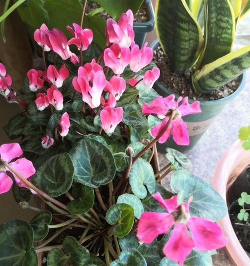 仙客来种植时选择大盆还是小盆更好？