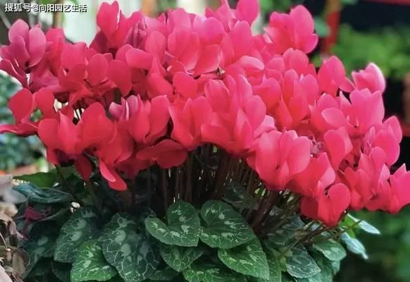 仙客来种植时选择大盆还是小盆更好？