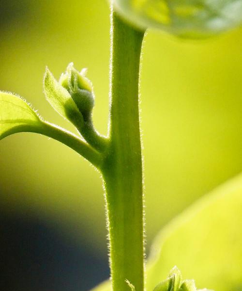 柿子种子发芽需要多长时间?如何加速发芽过程? 柿子种子发芽需要多长时间?如何加速发芽过程?