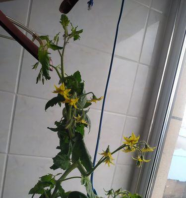 柿子种子发芽需要多长时间？如何加速发芽过程？