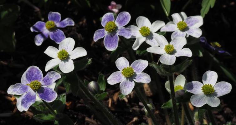 银莲花花期持续多久？如何延长花期？
