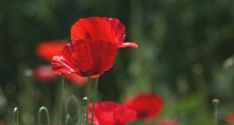 虞美人是哪个国家的国花？它象征着什么含义？