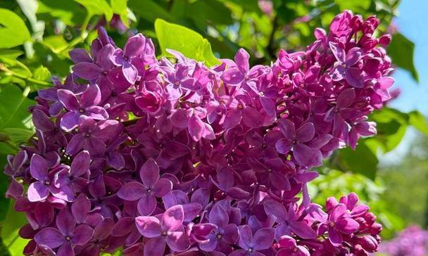 将重逢的期待与祝福编织成缤纷花香 花语是重逢-鲜花中的美好相聚