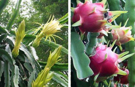 火龙果什么时候吃最营养？不同季节的食用效果如何？