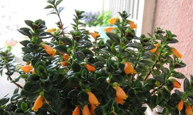 金鱼吊兰的花期是什么时候？几月份开花？