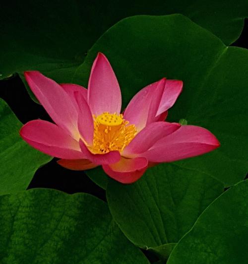 以荷花为主题的花语与意义 荷花花语的美丽诠释