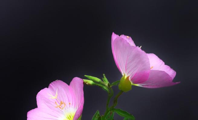 月见草之花语与传说（揭开月见草的神秘面纱）