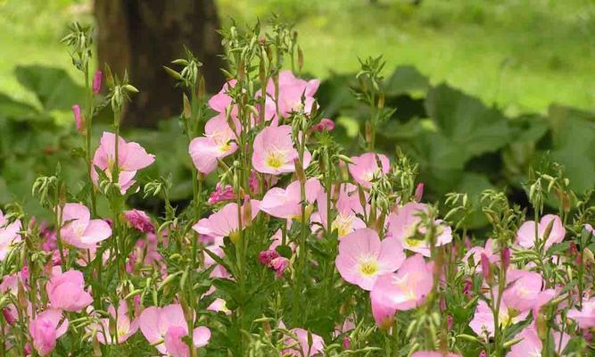 揭开月见草的神秘面纱 月见草之花语与传说