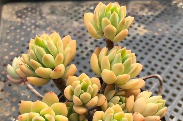 黄丽养殖需要注意什么？如何正确养殖黄丽？_花植网