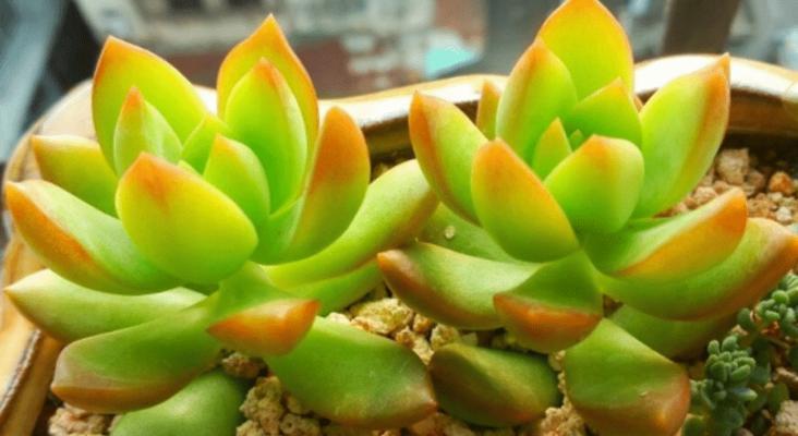 黄丽养殖需要注意什么？如何正确养殖黄丽？_花植网