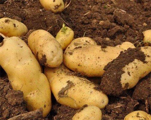 马铃薯的生长周期是多长时间？如何优化种植管理以缩短周期？