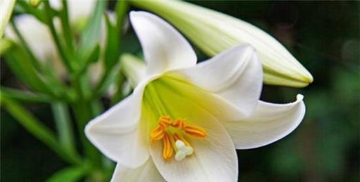 百合花的象征与花语（探寻百合的深层寓意与情感表达）