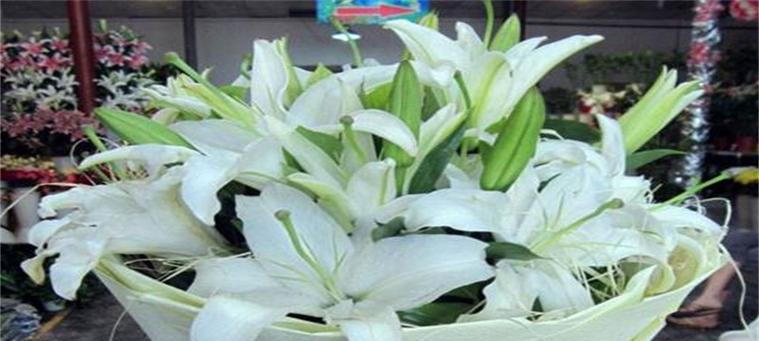 百合花的象征与花语（探寻百合的深层寓意与情感表达）