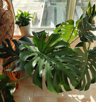 以龟背竹的花语与寓意（探寻龟背竹的花语与象征意义）