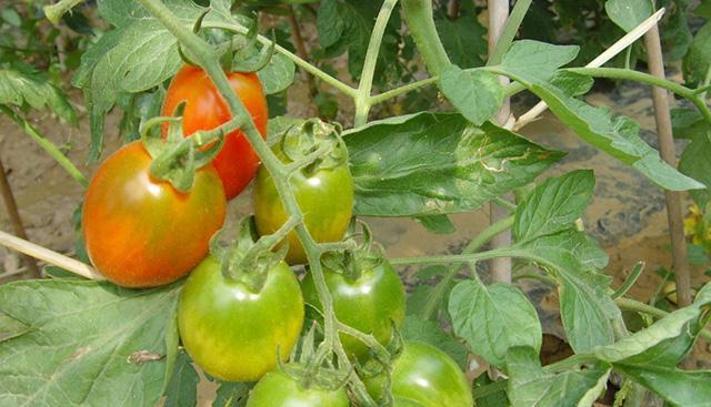 西红柿的外观特征是什么？如何描述其独特之处？