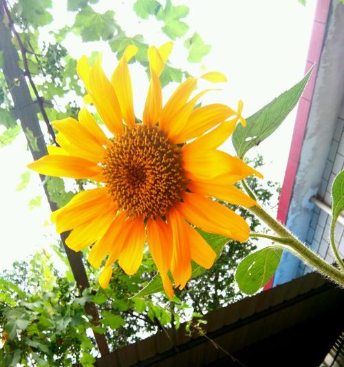 向日葵的花期与希望 向日葵的花期——生命的奇迹