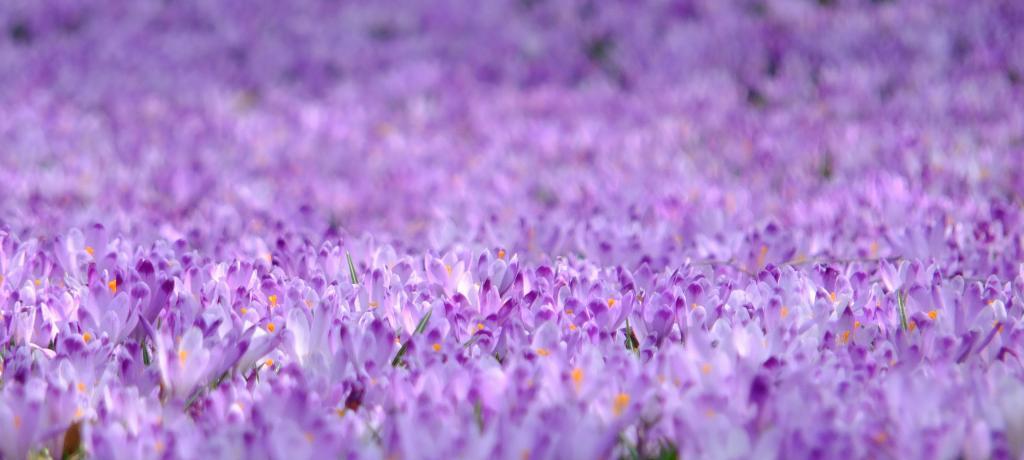 紫色薰衣草的花语与寓意（了解紫色薰衣草花语）