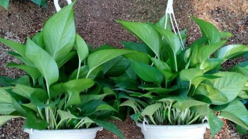 绿萝施什么肥好？如何正确施肥促进绿萝生长？