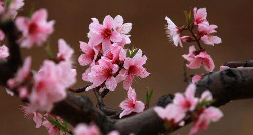 桃花的象征意义与寓意（揭示桃花的精神内涵及其文化价值）