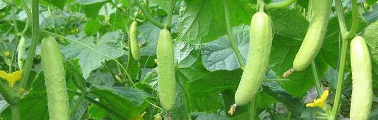 黄瓜出现苦味是怎么回事？还能安全食用吗？