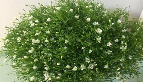 满天星花的象征意义与寓意（探索满天星花的美丽与深远寓意）