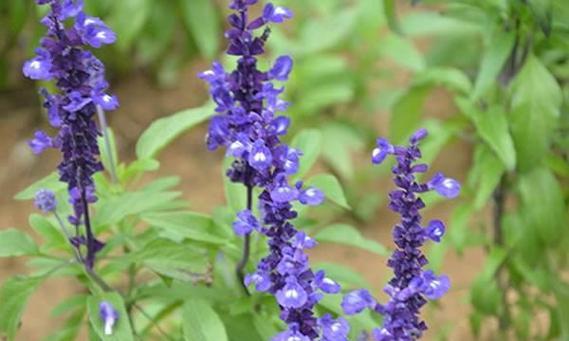 鼠尾草的开花时间是多久？一年能开几次花？