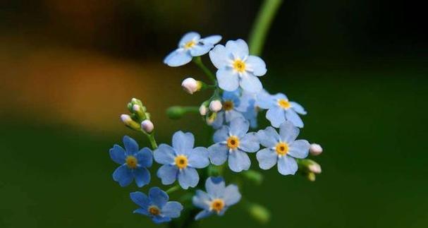 传说中的勿忘我（当爱与记忆交织的花朵）