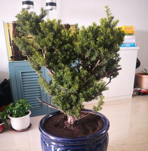 家里为什么不能养松树？松树对家居环境有哪些影响？