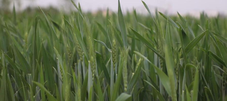 河南小麦什么时候成熟？如何判断最佳收割时间？