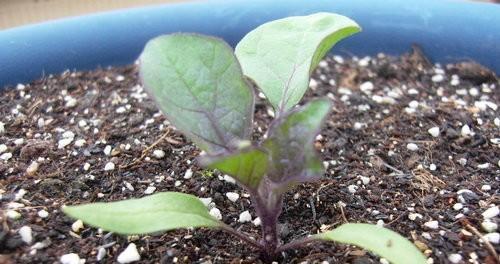 茄子的生长周期是多长时间？如何优化茄子的生长环境？