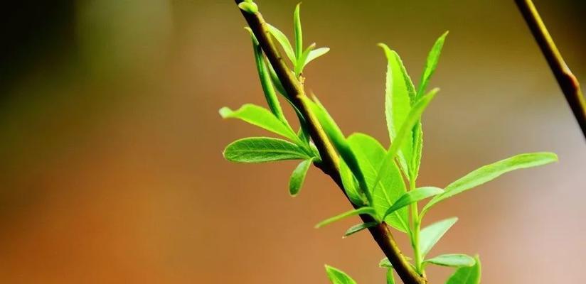 龙眼的花语与象征意义（龙眼花语的寓意及象征意义解析）