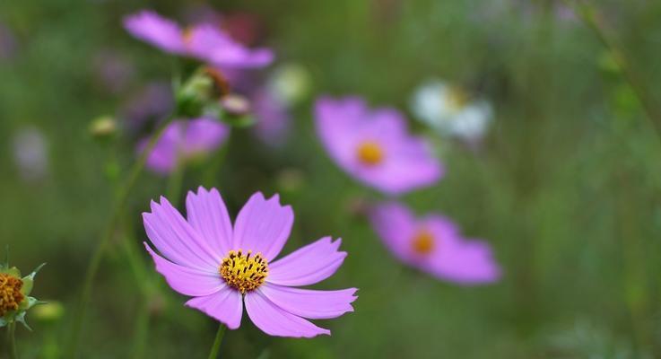 格桑花通常是什么颜色的？为什么会有不同的颜色变化？