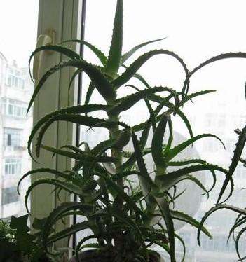 龙爪植物旺盛生长的秘诀是什么?如何正确浇水和施肥?