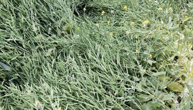 油菜属于油料作物吗？油菜的用途和特点是什么？