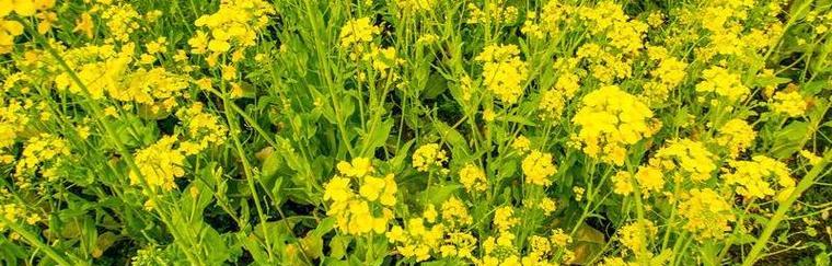 油菜属于油料作物吗？油菜的用途和特点是什么？