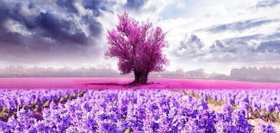 薰衣草的寓意与传说（探索薰衣草的美丽和神奇力量）