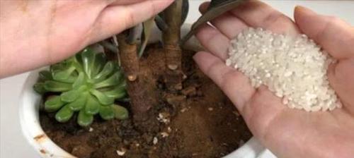 花盆长虫子怎么办？有效防治方法有哪些？