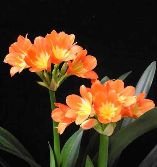 长春市花君子兰的花语寓意（君子兰盛放）