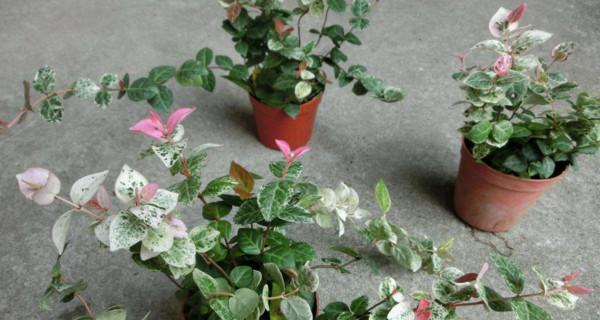 花叶络石好养吗？养殖方法和养护要点是什么？