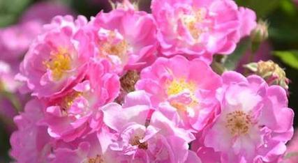 以白色玫瑰花的花语探讨死亡的主题（白色玫瑰花语与死亡的关联以及对生命的思考）