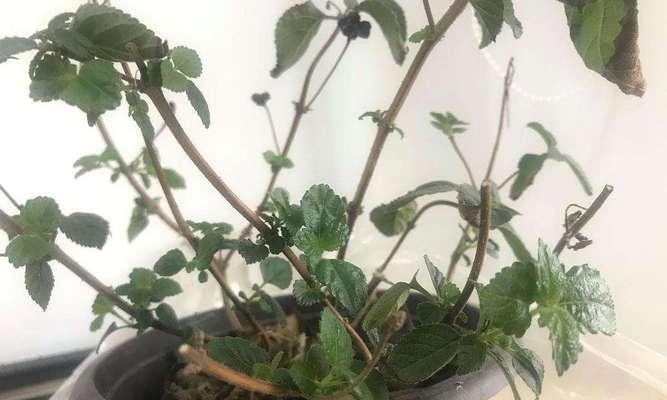 以白色玫瑰花的花语探讨死亡的主题（白色玫瑰花语与死亡的关联以及对生命的思考）