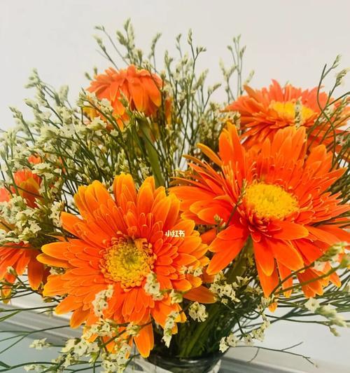 扶郎花的花语与意义（探秘扶郎花的独特魅力）