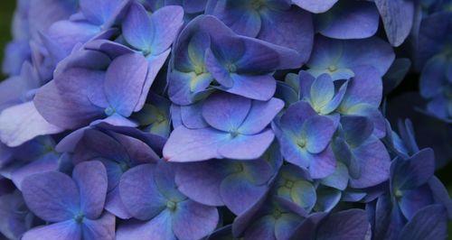 蓝色绣球花的寓意与象征（传达纯洁与希望的蓝色绣球花）