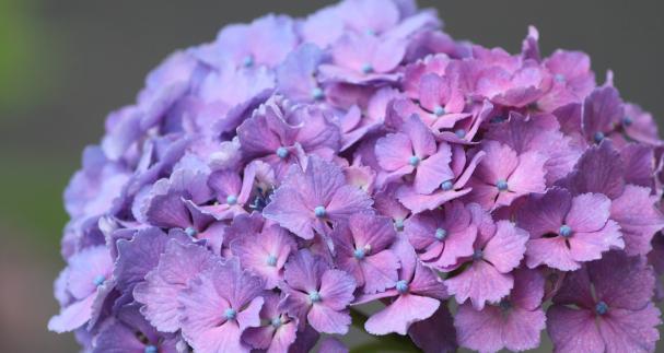 绣球花的花语与意义（揭秘绣球花的神秘内涵）